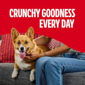 Milk-Bone Flavor Snacks Mini’s Dog Biscuits, Flavored Crunchy Dog Treats, 36 Oz. Canister