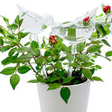 Glass Plant Watering Globes, Self Watering Globes Bird Shape, Self Watering Planter Insert, Plant Watering Devices, Automatic Plant Waterer Indoor, Watering Bulbs, 3 Pack