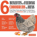 COOHGRUBS Black Soldier Fly Larvae for Chickens – 100% Natural Non-GMO Grubs, 85X More Calcium Than Dried Mealworms – Clean, Nutritious & Delicious High-Protein Poultry & Bird Treats, 10-lb Box