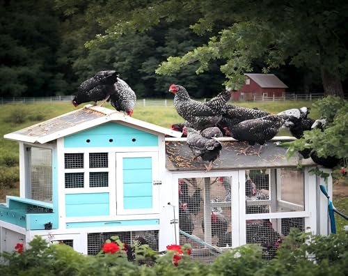 Classic Flock 11 lb Black Soldier Fly Larva - BSFL is a high Calc-Rich Chicken Feed with More Calcium Than mealworms.It is a Pure Natural Food that Provides high Protein for Chickens and Birds