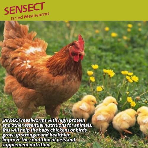SANSECT 10 LB Dried Mealworms, 100% Natural, Non-GMO Mealworms for Chickens-High Protein Treats for Chickens, Ducks, Wild Birds