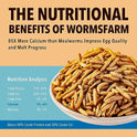WormsFarm 5LB Dried Black Soldier Fly Larvae Treat for Chicken More Calcium Than Mealworms,for Laying Hen,Wild Birds (5 Pound)