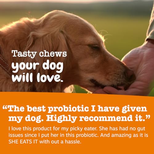 Zesty Paws Probiotics for Dogs - Digestive Enzymes for Gut Flora, Digestive Health, Diarrhea & Bowel Support - Clinically Studied DE111 - Dog Supplement Soft Chew for Pet Immune System - Pumpkin, 90ct