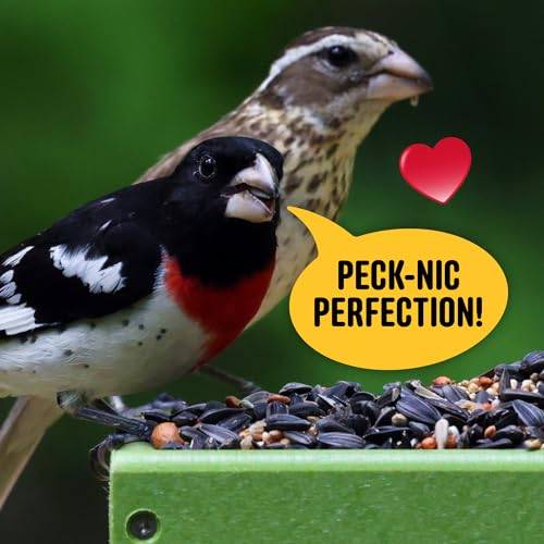 Cool Birds All Birds Wild Bird Seed – 10 lb. Classic Blend with Black Oil Sunflower, White Millet, Safflower, Peanuts & Sunflower Hearts – Balanced Bird Food for Outside Feeders
