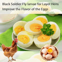 Dried Black Soldier Fly Larvae 10LB-Pure Natural Non-GMO BSF Larvae for Chickens-More Calcium Than Mealworms High-Protein Chickens Treats for Layer Hens Wild Birds Ducks