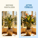 Bird of Paradise Fertilizer – Liquid Plant Food for Bigger Tropical Leaves, Stronger Roots & Healthy Upright Growth, 8 oz