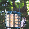 Wildlife Sciences Suet Cake Jumbo Mixed 20 Pack | 10 Peanut & 10 Berry 10.5 oz. Suet Cakes for Wild Birds