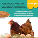 Dried Mealworms 10LB Pure Natural Non-GMO Mealworms for Chickens High Protein Chickens Feed Meal Worms for Laying Hens Wild Birds