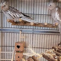 Bird Parrot Ladder Perch for Cage, Nature Wooden Bird Bridge Exercise Stands Parrot Climbing Chewing Toys for Small Animal