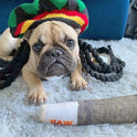 Nestpark Doggy Doobie - Funny Dog Toys - Plush Squeaky Toys for Medium, Small and Large - Cool Stuffed for Dog Birthday