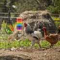6 Packs Chicken Toys for Coop Accessries, Chicken Swing Toys for Chicken Hens, Chicken Xylophone Toys and Mirror, Vegetable Hanging Feeder, Veggies Skewer