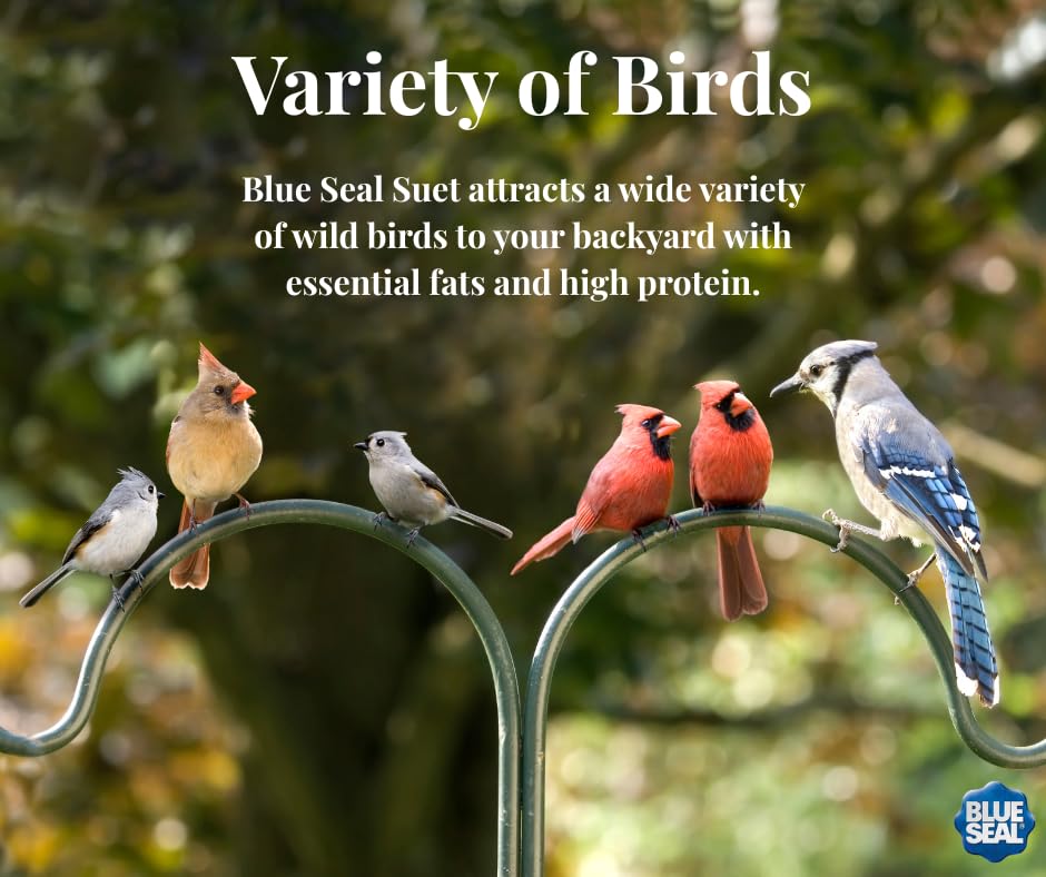 Blue Seal Mealworms & Nuts Suet Cakes for Wild Birds - No Mess Suet Feed, Food for Woodpeckers, Cardinals, Siskins, Sparrows & More - 11oz Suet Feeder, Bird Seed Cakes (Pack of 12)