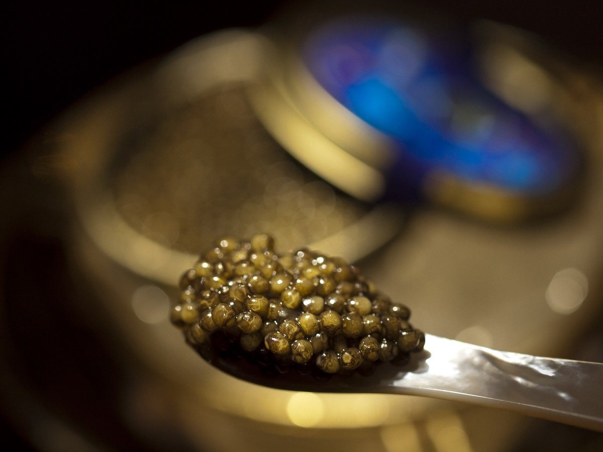 Ossetra Sturgeon Caviar 250g (8.8 oz)