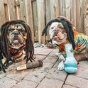 Nestpark Doggy Doobie - Funny Dog Toys - Plush Squeaky Toys for Medium, Small and Large - Cool Stuffed for Dog Birthday