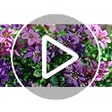 INQCMY Artificial Fake Hanging Flowers Plants for Outdoor Summer Decoration | 2 PCS Faux Silk Daisy with Eucalyptus Leaves,UV Resistant Look Real for Outside Home Planter Porch Patio Balcony Yard Decor