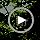 Wildlife Sciences Woodpecker Suet Cake 10 Pack for Wild Birds