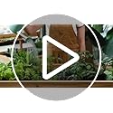 Vegetable & Fruit Seeds, 32 Packs, Non-GMO, 15,000+ Seeds