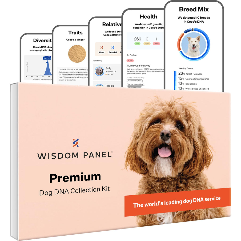 Wisdom Panel Premium Dog DNA Testing Kit - Most Comprehensive Test - 265+ Health Tests, 430+ Dog Breeds, 50+ Traits, Relatives, Ancestry, 1 Pack