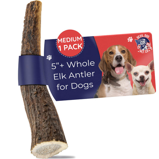 Devil Dog Pet Co. Elk Antlers for Dogs, Natural Dog Chew for Aggressive Chewers - Long Lasting and Odor Free - USA Sourced - Cleaner Teeth, Anxiety & Boredom Relief - Whole Medium 5"+ - Antler Bone