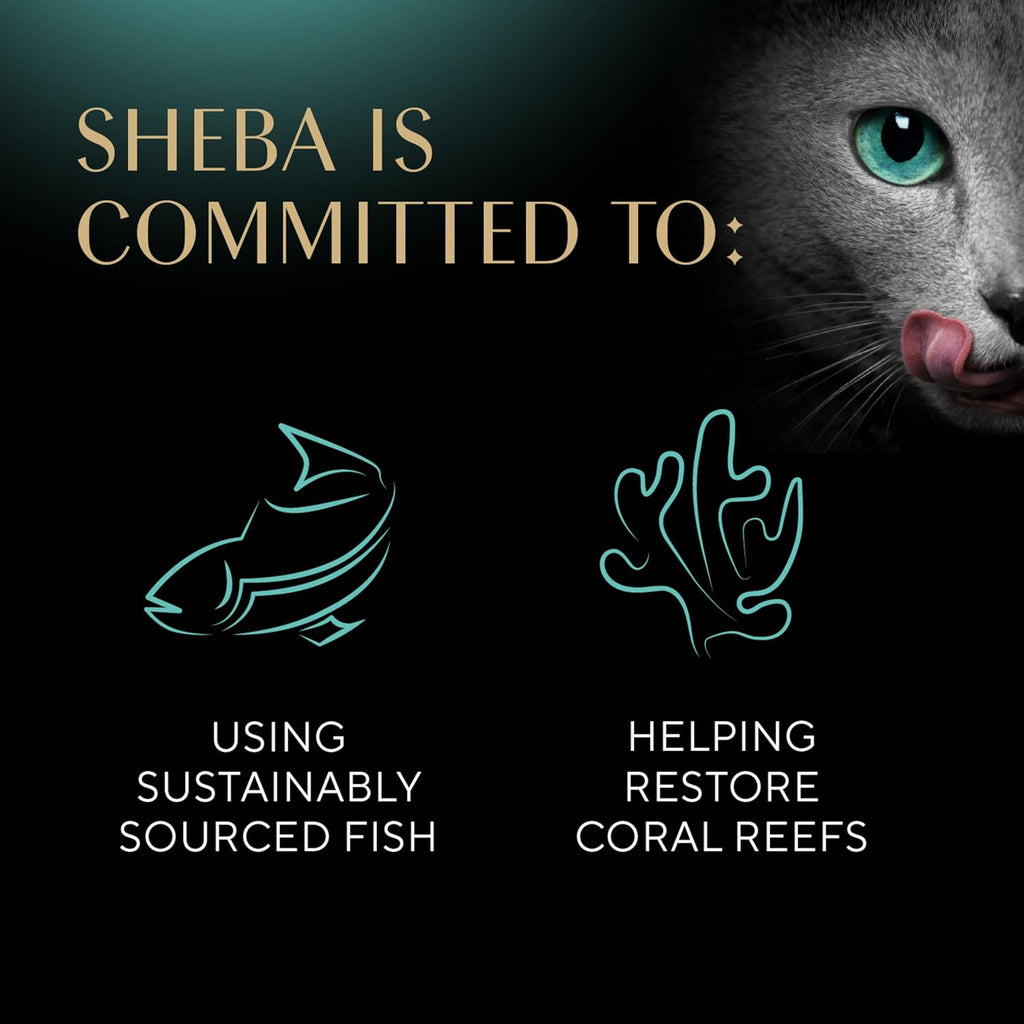 Sheba Perfect Portions Kitten Wet Cat Food Pate Chicken Entree and Salmon Entree, 2.6 oz. Twin-Pack Trays (12 Count, 24 Servings) (Pack of 2)