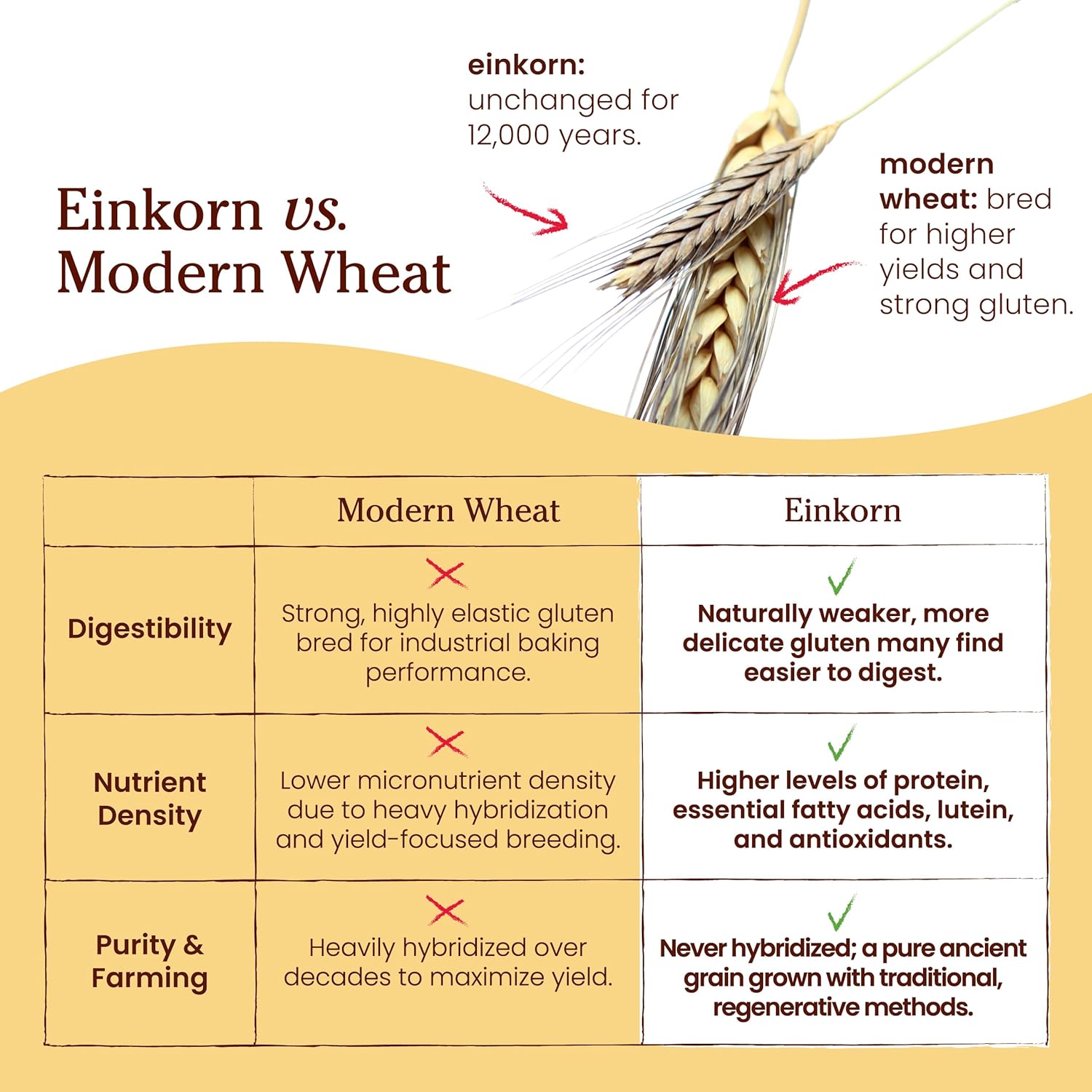 Jovial Organic Einkorn Unbleached All Purpose Flour - Bread Baking Flour for Sourdough, High Protein, Non-GMO, For Organic Pizza & Pasta, European Italian Made, Glyphosate Free - 32 Oz