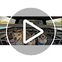 Dog Ramp for Car 63" Long & 17" Wide Portable Dog Ramps for Large Dogs with Non-Slip Rug Surface Dog Car Ramp for SUV Car & Truck, Folding Dog Ramp Up to 250LBS