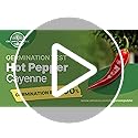 55 Vegetable Seeds Variety Pack - 35,600+ Non-GMO Heirloom Seeds for Planting Vegetables and Fruits in Individual Seed Packets, Home Garden Seeds for Hydroponic, Indoor and Outdoors Gardening