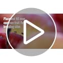 TERRO Fruit Fly Trap, 6-Pack Indoor Fly Traps with 270 Days Lure Supply | Apple-Shaped Design for Kitchen Counters, Fruit Bowls, Trash Cans, Food-Based Lure, Indoor Pest Control, Fruit Fly Killer