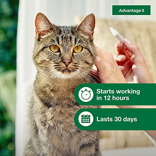 Advantage II Large Cat Vet-Recommended Flea Treatment & Prevention | Cats Over 9 lbs. | 6-Month Supply - Mart Station